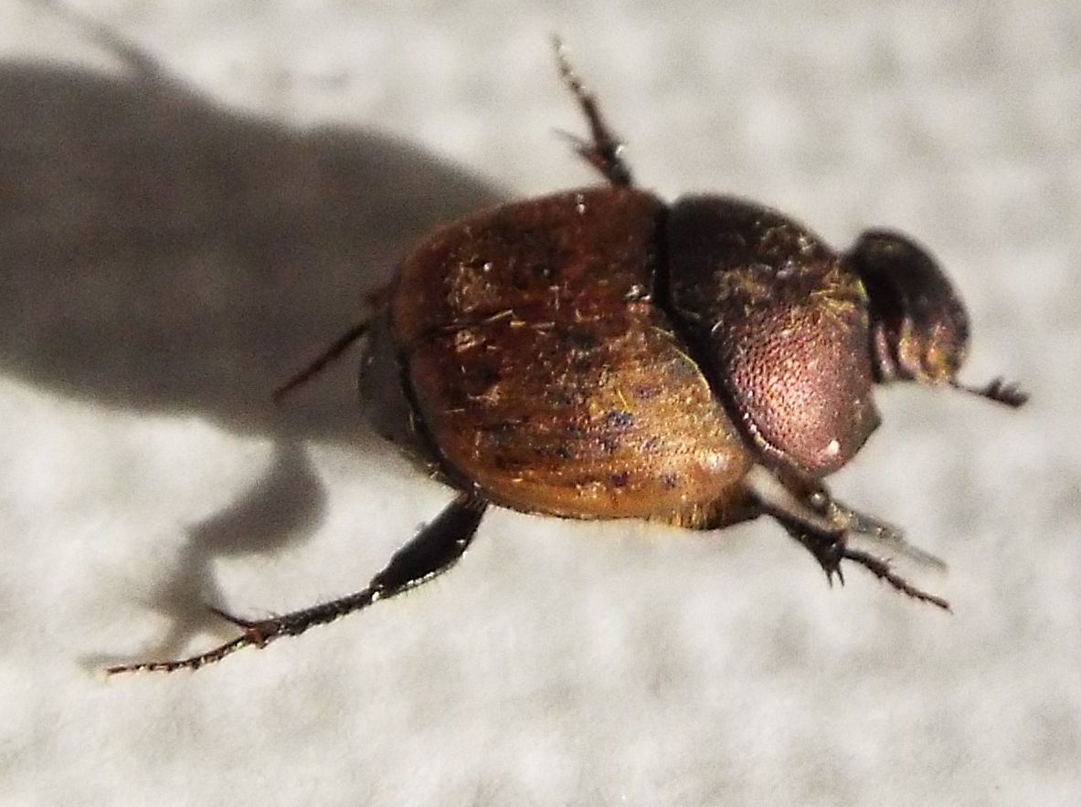 Onthophagus coenobita, femmina, Scarabaeidae